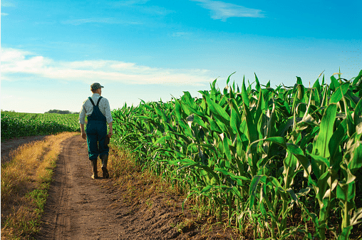 producteurs dans un champ dans le sud ouest